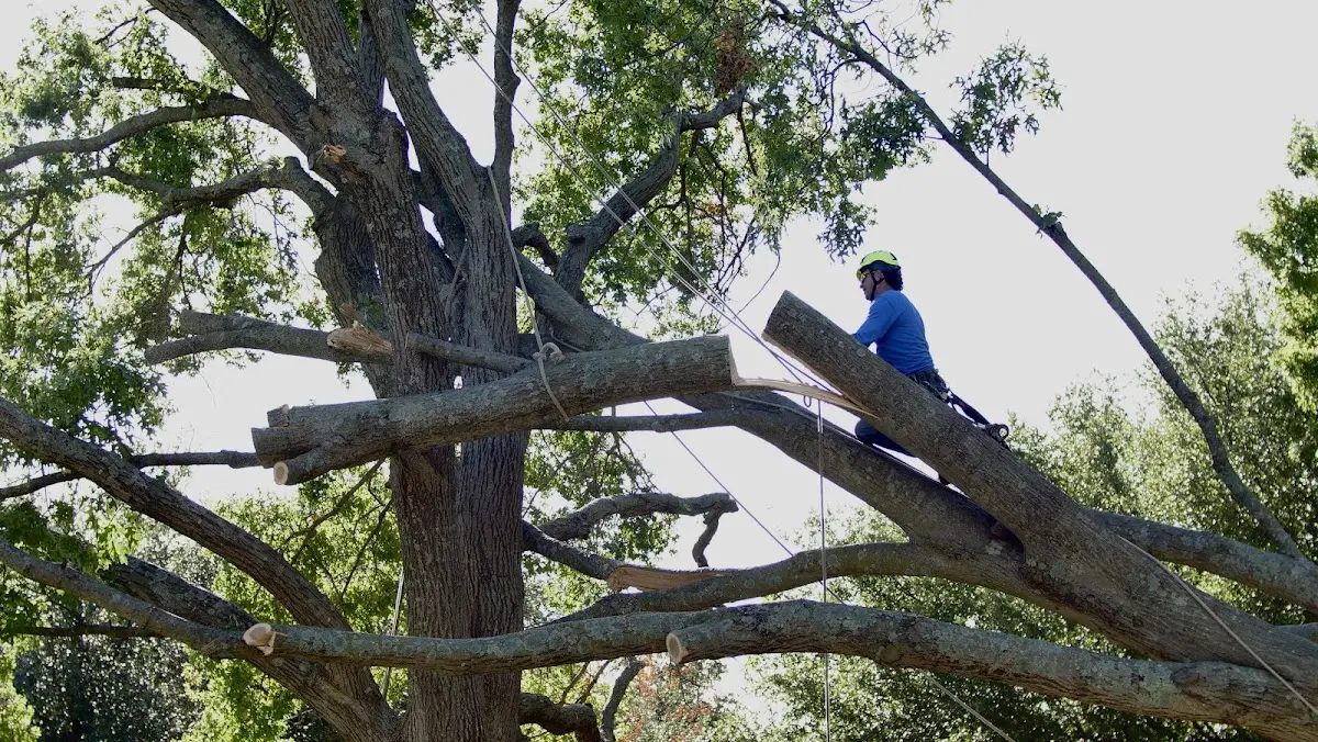 Professional Crown Thinning performed by certified arborists in Burdick