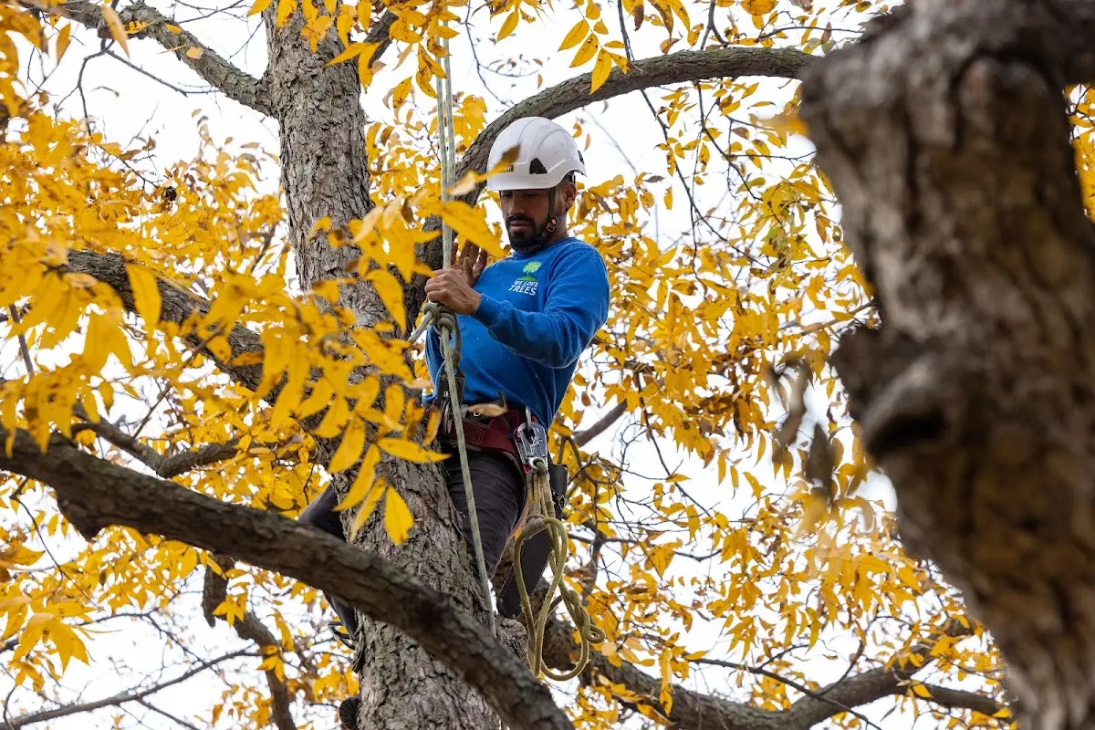 Skilled Storm Damage Cleanup crew working in Burdick